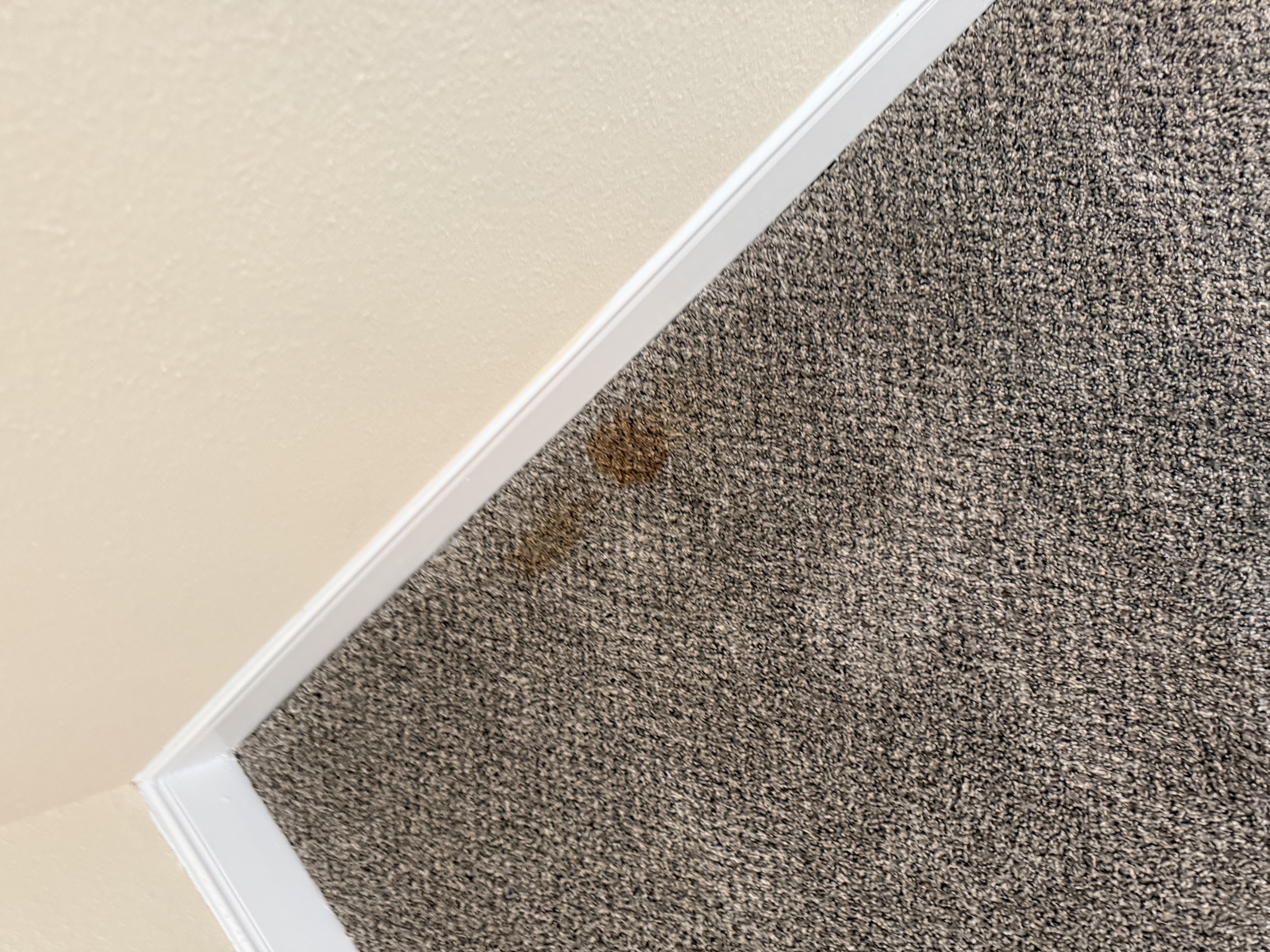 Carpet stain before cleaning Texarkana